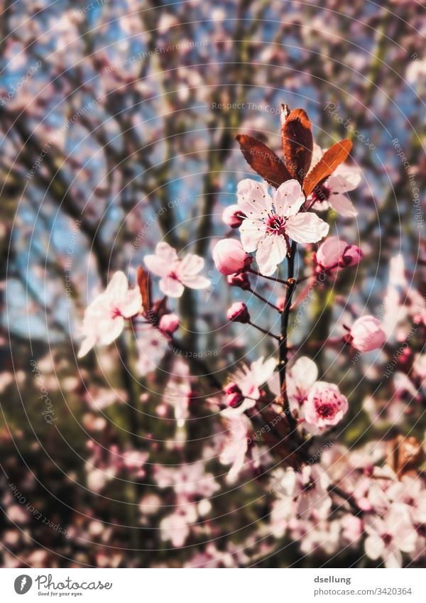 Beautiful Bright Pink Cherry Blossoms Against Blue Sky in Spring by Beverly  Claire Kaiya