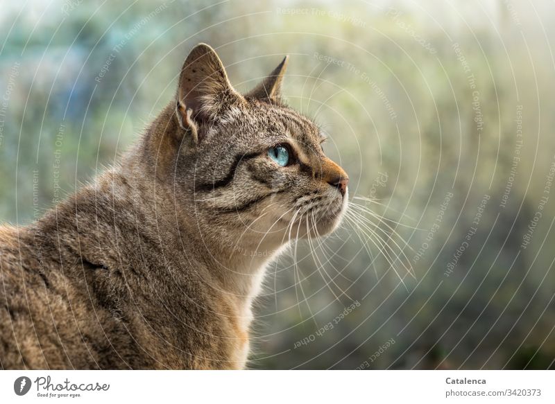 Portrait of a blue eyed cat Nature fauna Cat Pet Domestic cat pet Predators small cat Pelt look Observe Day daylight Blue Brown Green