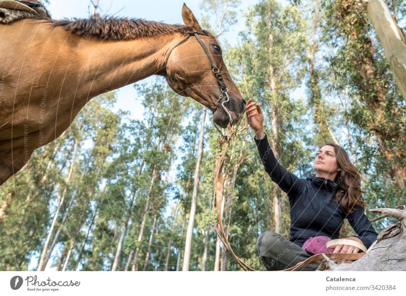 A young woman sitting cross-legged holds her hand to the nostrils of her horse from a frog's perspective. Horse Animal Farm animal Young woman Nature