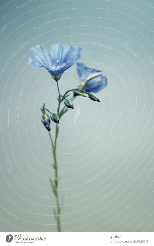 linseed Nature Plant Spring Flower Blossom Agricultural crop Esthetic Thin Simple Elegant Beautiful Blue Subdued colour Exterior shot Close-up Detail