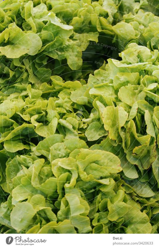 heads of lettuce Lettuce Lettuce heads Fresh Green salad Markets Nutrition vegetarian