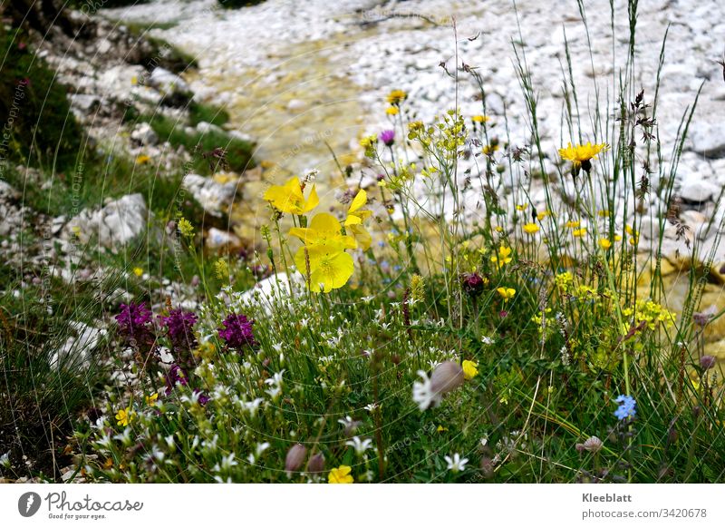 Wild herbs, wild flowers with a stream in the background slightly blurred, Dolomites Mountain flowers Berkräutr High mountain region mountain brook Nature