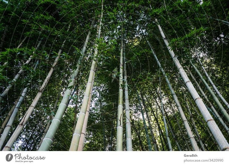 bottom view in high bamboo forest in Georgia asia background blue color day fresh garden green japan jungle landscape natural nature no people nobody park sky