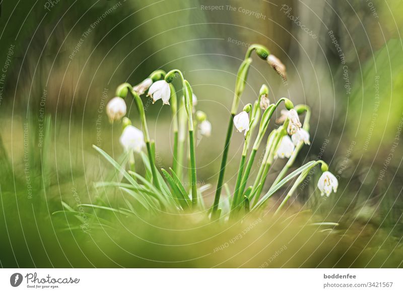 snowflakes begin to fade Close-up Spring Flowering Spring snowflake Garden Green blossoms Plant Nature White