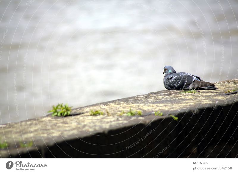 Cathedral Sparrow Environment Moss River Town Wall (barrier) Wall (building) Animal Pigeon 1 Break Exhaustion Bird Dove gray Observe Watchfulness Stone wall