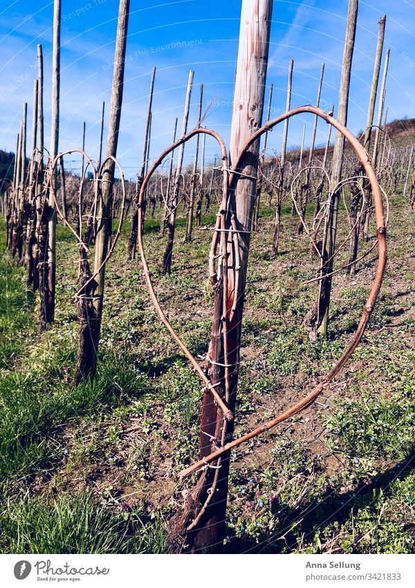 Heart - Inversion in the vineyard in good weather Day Exterior shot Colour photo Growth Nature Landscape Region viticulture Bunch of grapes Grape harvest