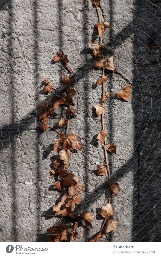 Dried ivy on a grey wall with the shadow of a grating Ivy Shriveled Wall (barrier) Shadow Grating Concrete Brown Gray Wall (building) Deserted Subdued colour