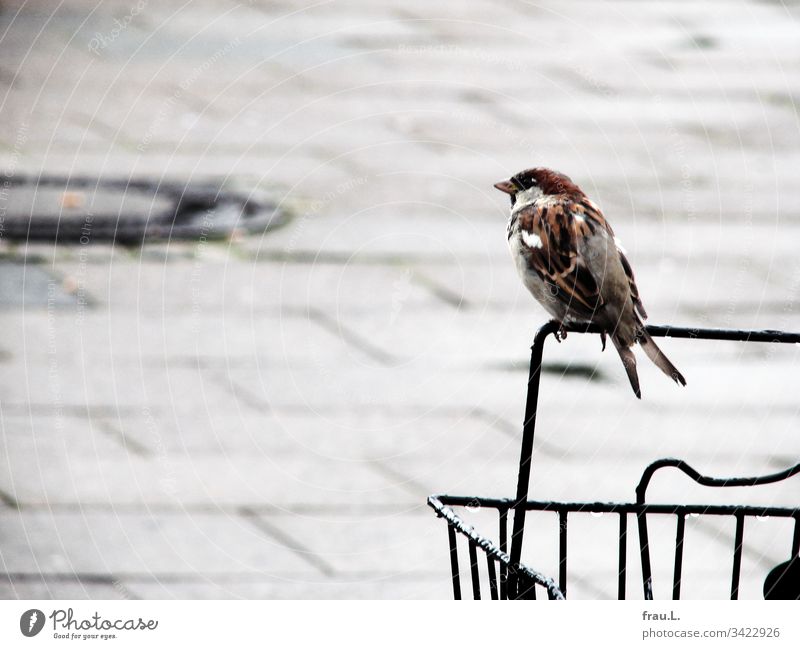 In the rain he already waited for some time on the bicycle basket, then the little sparrow peeped annoyingly: "Is that not a taxi again! Bird Sparrow Bicycle