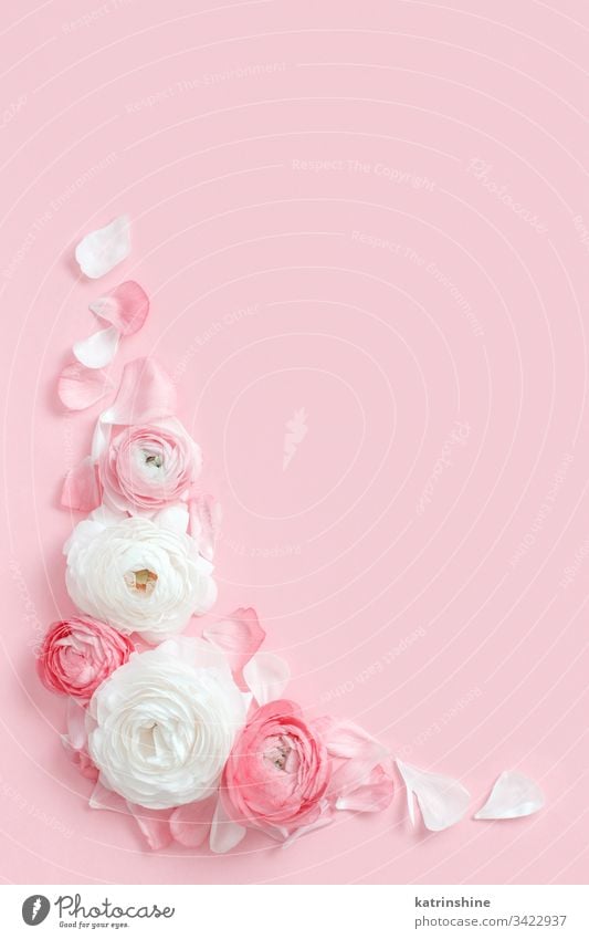 Frame made of ranunculus flowers on a light pink background - a Royalty  Free Stock Photo from Photocase
