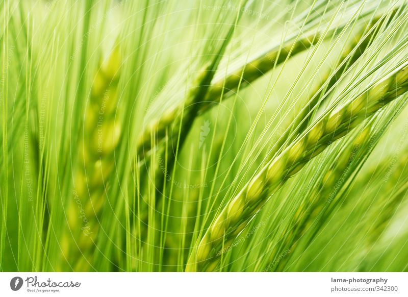 staple foods Food Grain Agriculture Forestry Barley Barley ear Field Barleyfield Grain field Grain harvest Green Colour photo Exterior shot Close-up Detail