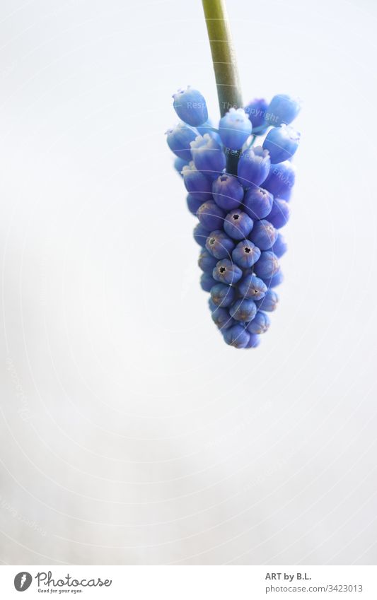 Grape hyacinth coming into the picture from above grapes little bell Spring Blue blue Hyacinthus Muscari freedom of text empty Nature Flower