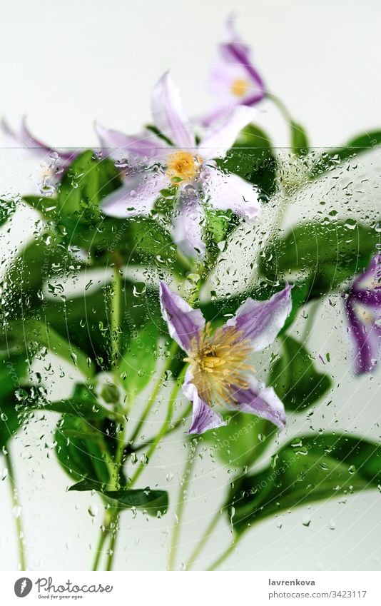 Clematis flowers shot behind the glass with water drops, selective focus, spring concept freshness rain clematis bouquet petal yellow flora closeup leaf bloom