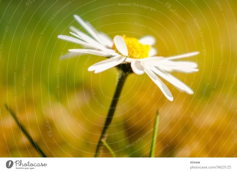 daisies Daisy Flower Spring Meadow Green Blossom Summer Blossoming Exterior shot Plant Nature Grass Close-up Colour photo Garden Flower meadow Growth Fragrance
