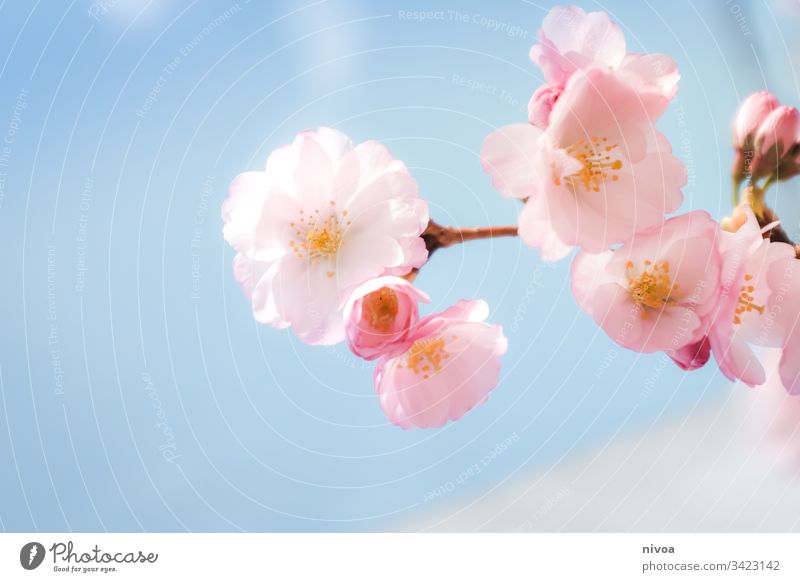 Cherry blossoms in detail Spring Blossom Pink Beautiful weather Sunlight Blossoming Plant Tree Exterior shot Nature Colour photo Park Day Spring fever Deserted