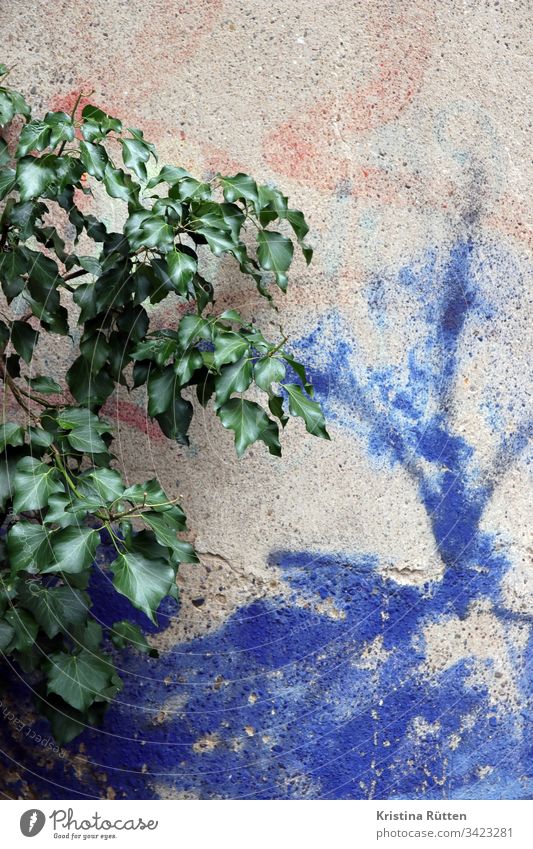 plant on wall with spray paint Wall (building) Wall (barrier) Plant leaves Green Colour Blue structure texture background Material Surface detail Copy Space