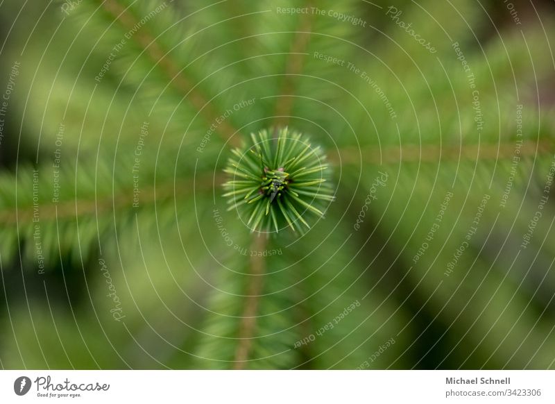 Close-up of a conifer branch needles Green Center point Coniferous trees macro