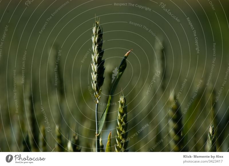 wheat ear Wheat spike Green Field Agriculture Grain Summer Nature Cornfield Wheatfield Agricultural crop Growth Harvest Environment Food Nutrition Flour