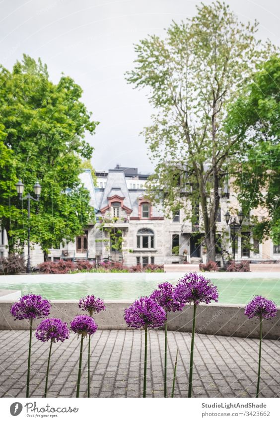 Purple Allium flowers in a city park allium alliums round-headed leek architecture architectural garden spring springtime blossoming bloom blooming building