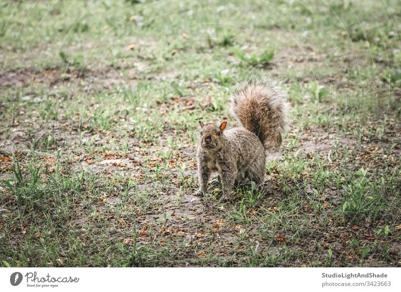 Squirrel in a city park squirrel animal wildlife furry fluffy looking into camera urban lawn grass spring springtime summer green orange curious cute horizontal