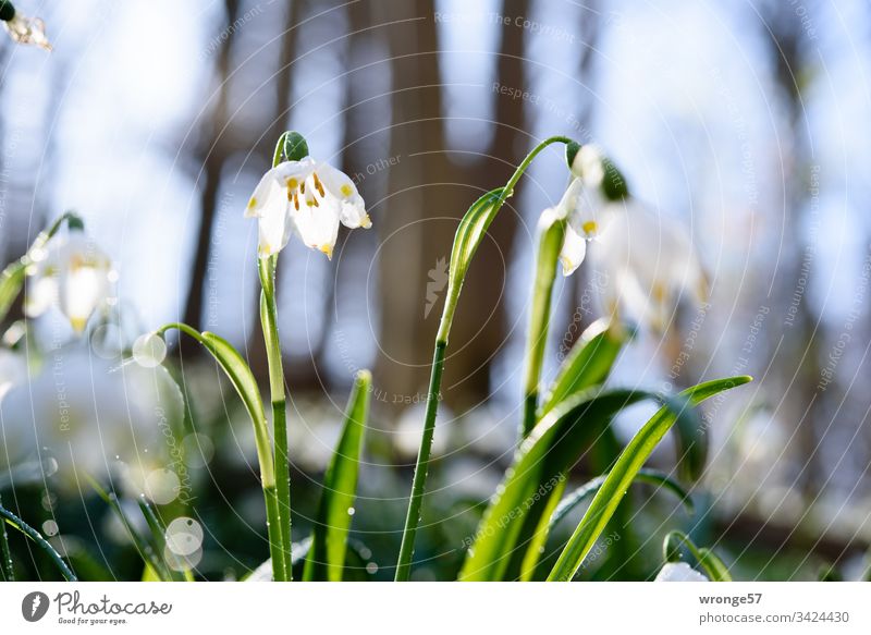 Flowering snowflakes in the forest Spring snowflake Märzenbecherwald Märzenbecherwiese Spring fever Spring day Exterior shot Nature Plant Spring flower Blossom
