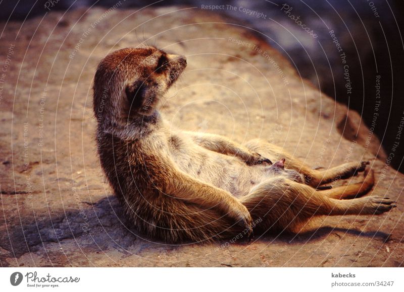 relaxed Meerkat Zoo Relaxation Warmth artificial sun obscenity