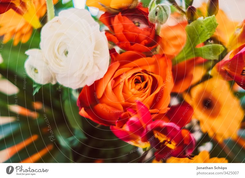 top view of bunch of colorful flowers with gerbara, Freesia, roses and Rosa damascena closeup Bloom Flower scape background beautiful beauty blooming blossom