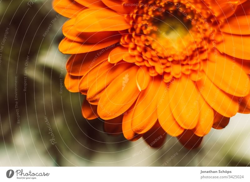 Close-up of orange Gerbara, Asteraceae, daisy family, Plantae Bloom Flower scape background beautiful beauty blooming blossom bouquet bright bright background