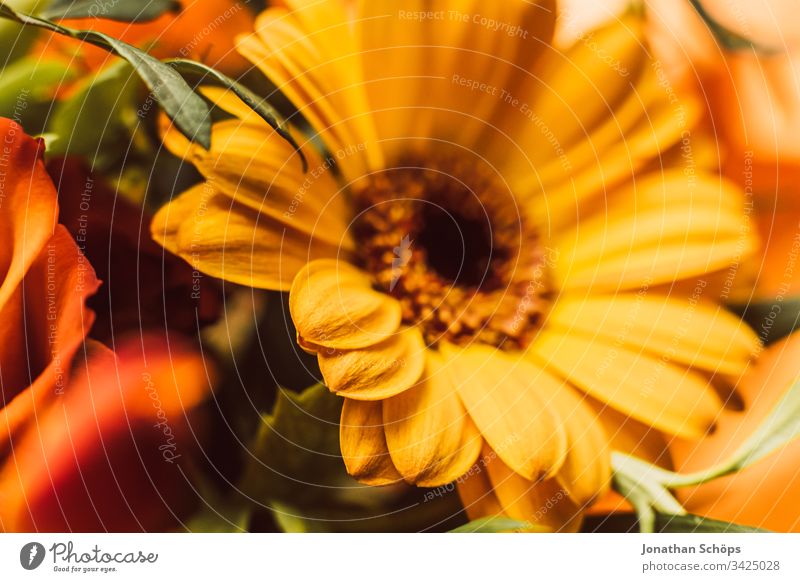 Close-up of yellow Gerbara, Asteraceae, daisy family, Plantae Bloom Flower scape background beautiful beauty blooming blossom bouquet bright bright background