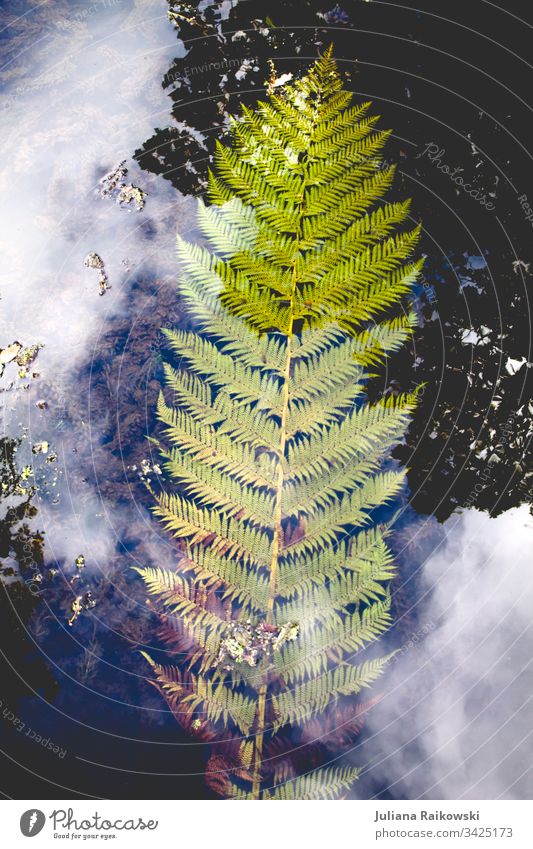 Fern in water Fern leaf - a Royalty Free Stock Photo from Photocase