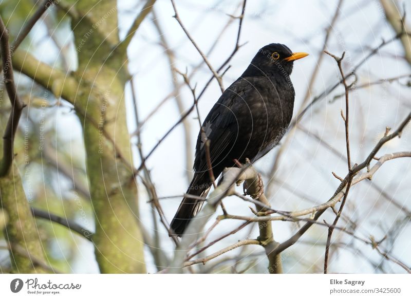 male blackbird - first singer in the garden Bird Blackbird Exterior shot Sit Tree Animal portrait