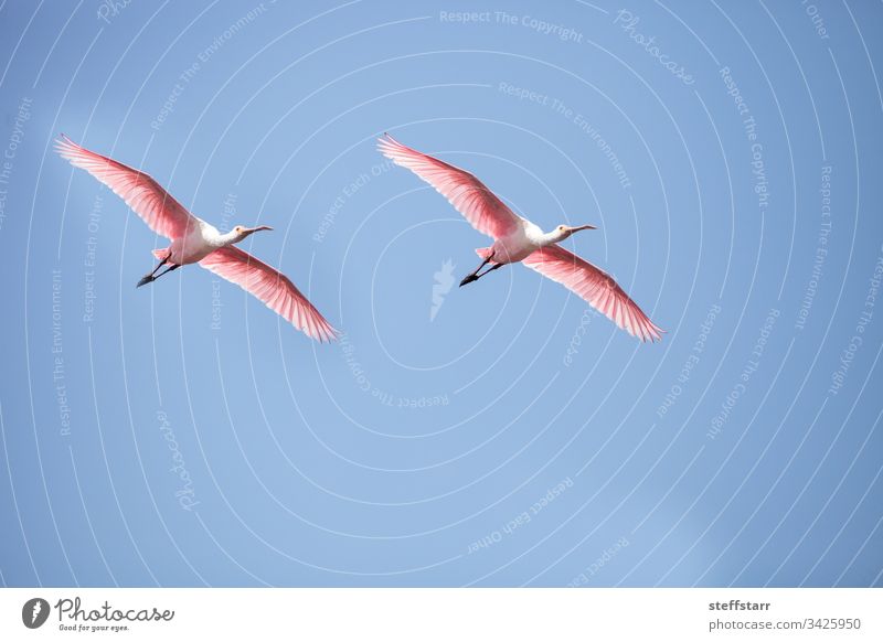 Pink spread wings of a flying roseate spoonbill bird Platalea ajaja Bird pink bird pink wings feathers Florida Myakka River wild bird wildlife marsh nature