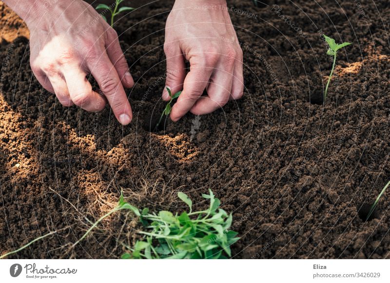 Two hands gardening, planting small seedlings in a bed of soil Gardening do gardening plants labour Employment Spring Plant Green Sapling Exterior shot