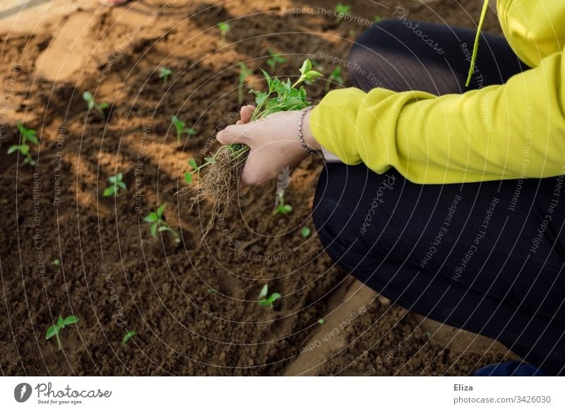 A woman gardening, planting small seedlings in a bed of soil Gardening do gardening plants hands labour Employment Spring Plant Green Sapling Exterior shot