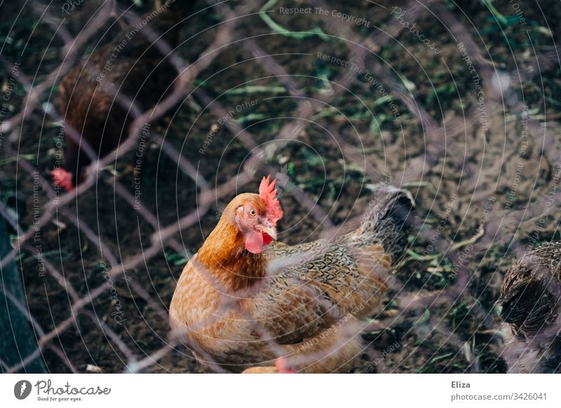 Rooster behind a fence; animal husbandry, free-range chicken Free-range rearing Farm Laying hen organic Keeping of animals Fence penned Barn fowl Animal Bird
