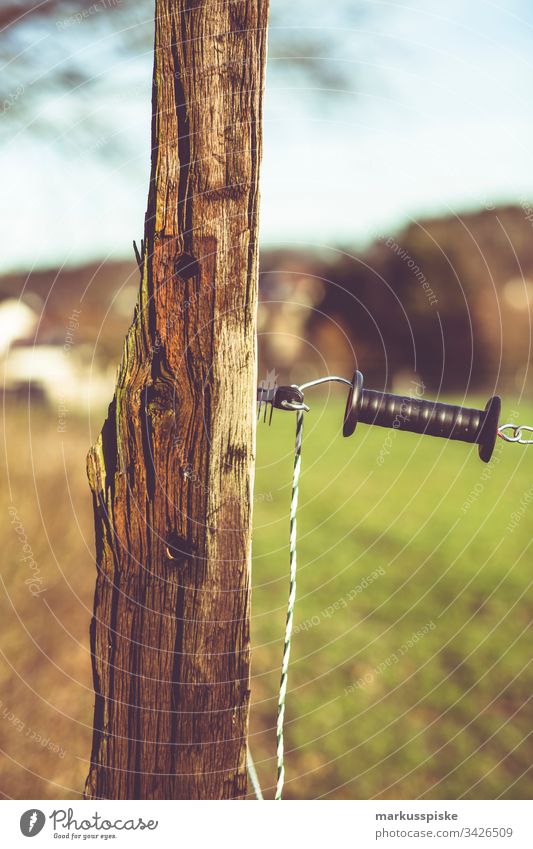 Paddock electric fence paddock Electrified fence Fence Boundary Willow tree horses cows Pasture fence