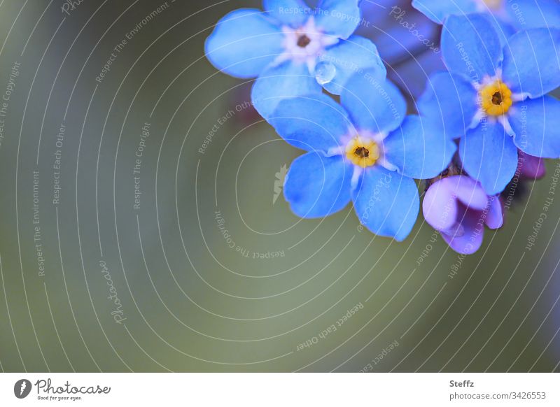 forget-the-old-not-the-old-people | corona thoughts Forget-me-not Forget-me-not flowers tear Remember Memory April heyday little flowers blossom