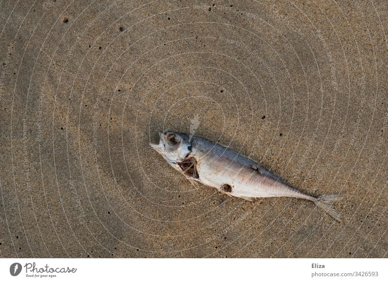 Dead decaying fish on the beach Fish dead Mackerel pass away die of fish disgusting Inedible Bad Sand Ocean Water Beach Animal Dead animal Coast Colour photo