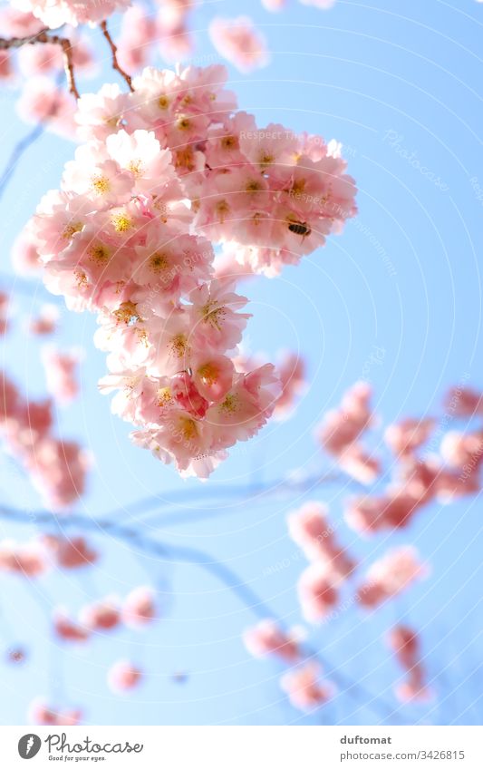 Hanami, cherry blossom, delicate pink flowers against a blue background Blossom Delicate Pink Blue sky fragility Spring Plant Nature Colour photo Exterior shot