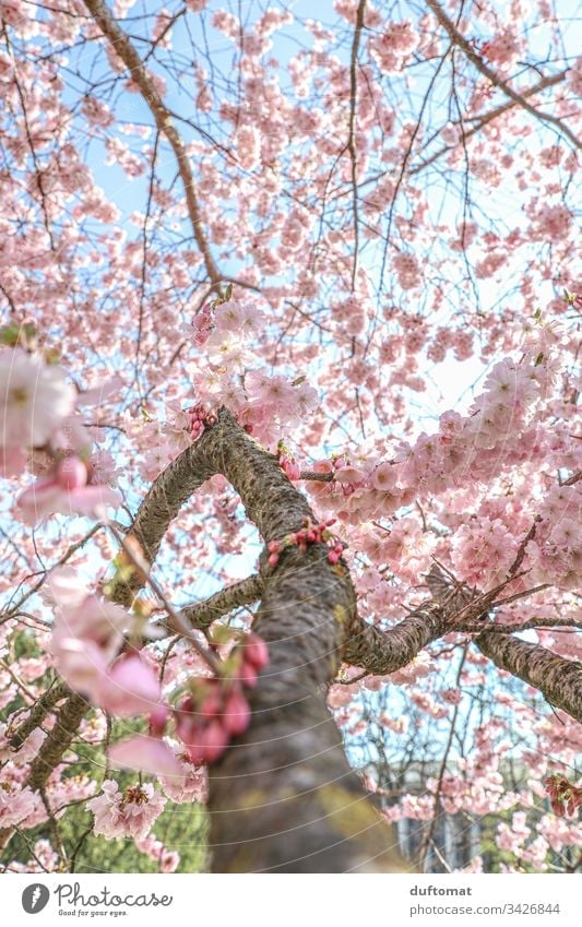 Hanami, cherry blossom, delicate pink flowers on the branch Blossom Delicate Pink Blue sky fragility Spring Plant Nature Colour photo Exterior shot Flower