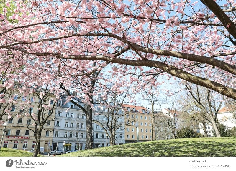 Hanami, cherry blossom, delicate pink flowers in front of a row of houses Blossom Delicate Pink Blue sky fragility Spring Plant Nature Colour photo