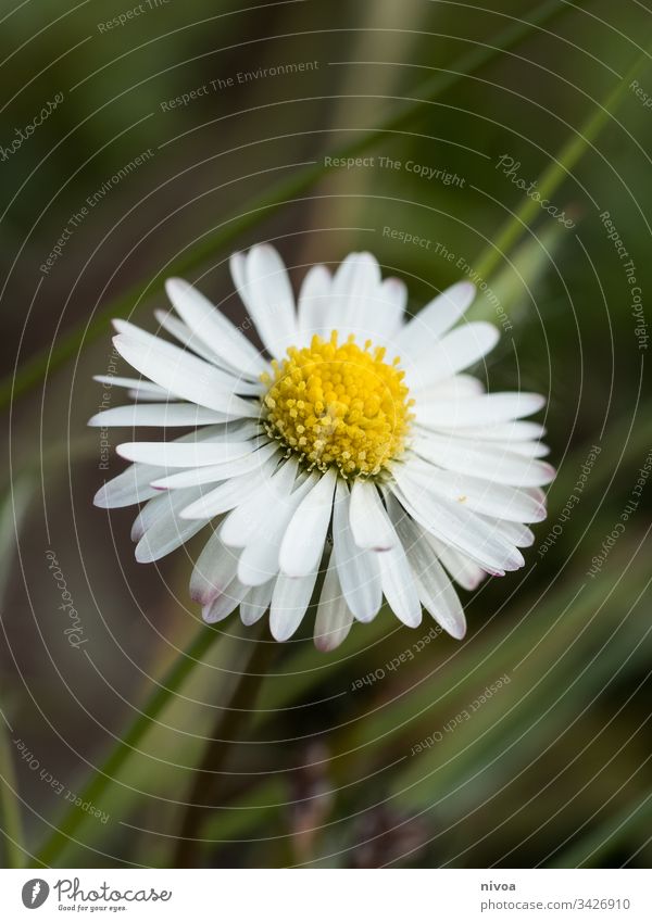 Daisy Flower Plant Summer White Daisy Family Nature Garden Beauty Photography background Decoration Floral Blossom leave Beautiful Romance daisy Fresh Spring
