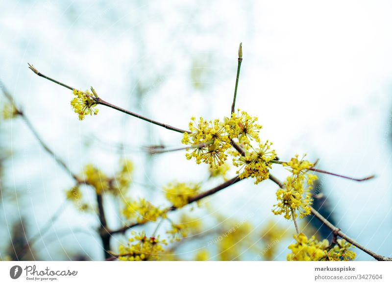 spring awakening Spring Spring flower Spring colours Flower Blossom Yellow Branch Blossoming blossom