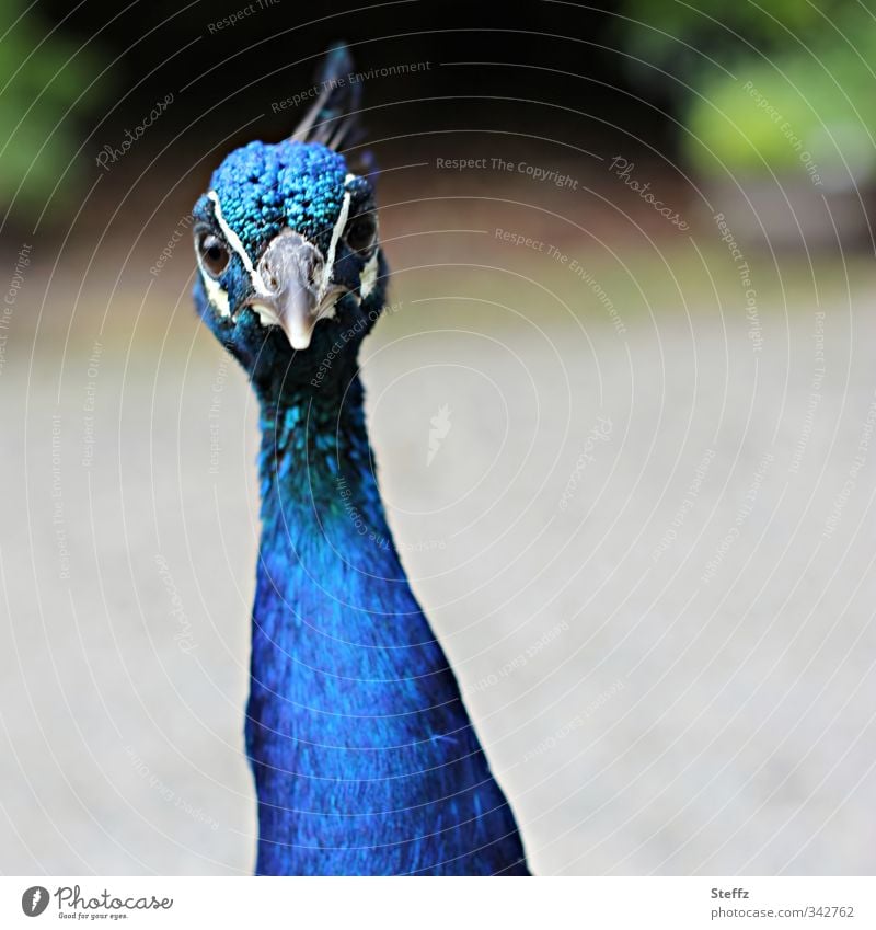 Mr. Peacock, I presume? differently observantly direct look attention Queer fish cool guy Observe Crazy vigilantly inquisitorial Be confident Peacock portrait