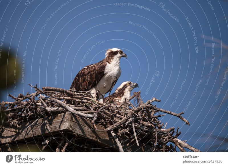 Female and Male pair of osprey bird Pandion haliaetus in a nest Breeding pair mated pair Nest nesting female male osprey raptor sea hawk bird of prey fish hawk