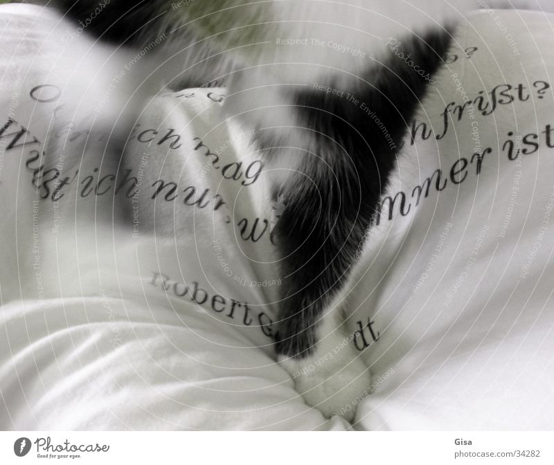 The jump into bed Paw Cat Pelt Bolster Cushion Text Poem Verse Black White Living or residing Characters