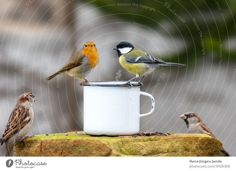Two birds sitting on the edge of a metal cup in front of a blurred background Table Bird Tit mouse Mug Garden Eating Food Feed feed Wild Green Beautiful Cute