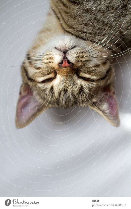 The world is upside down, dreams the young tiger cat and sinks into a deep sleep. Cat Tabby cat Pet Sleep Animal Animal portrait Animal face Close-up