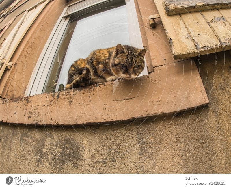 Cat looks down from an old windowsill ready to jump to the camera Frog's eye view Exterior shot Worm's-eye view fisheye Domestic cat Window Old Old building