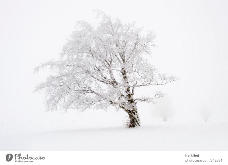 winter wonderland Vacation & Travel Winter Snow Winter vacation Nature Landscape Weather Fog Tree Mountain Cold Beautiful Brown White Loneliness Subdued colour