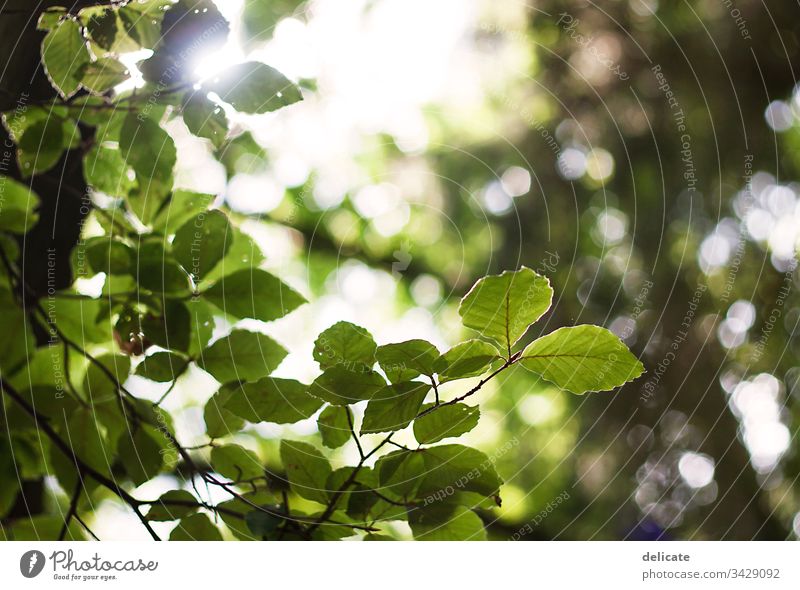 sea of leaves Light (Natural Phenomenon) Sunbeam Back-light Contrast Sunlight Leaf green Deciduous tree Subdued colour Shallow depth of field Branch Bushes